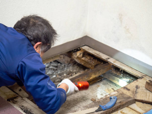 Best Mold Removal Company Near Me  in Castle Rock, WA