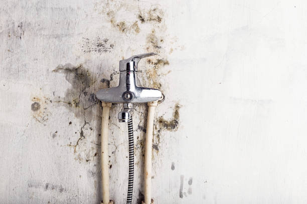 Best Local Mold Removal Service  in Castle Rock, WA