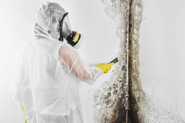 Best Same-Day Mold Removal  in Castle Rock, WA