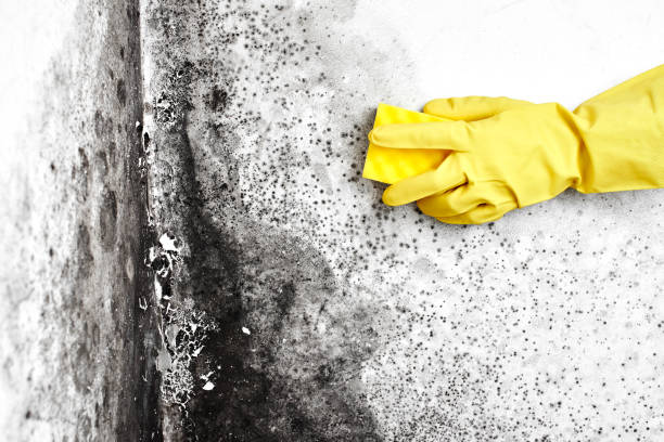 Best Crawl Space Mold Removal  in Castle Rock, WA