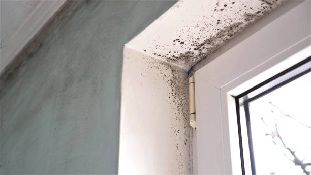 Best Office Mold Removal Services  in Castle Rock, WA