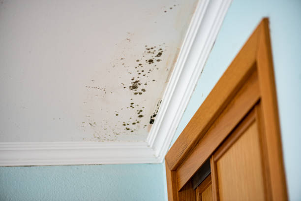 Best Mold Removal Near Me  in Castle Rock, WA