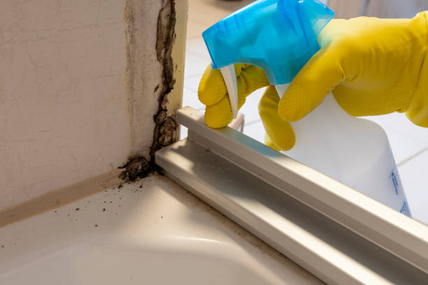 Best Residential Mold Removal  in Castle Rock, WA