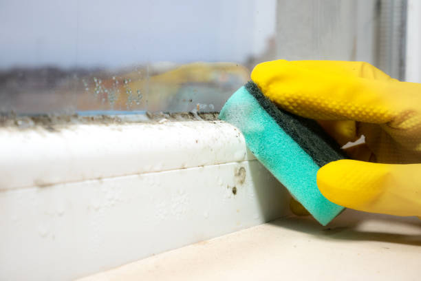 Best Mold Cleaning Services  in Castle Rock, WA