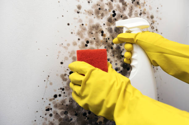 Best Fast Mold Removal  in Castle Rock, WA