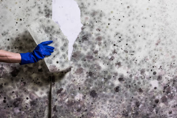 Best Certified Mold Removal  in Castle Rock, WA