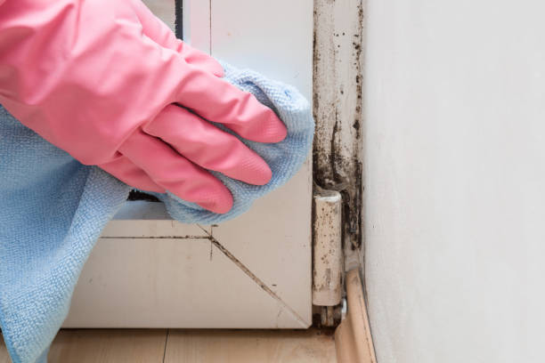 Best Professional Mold Removal  in Castle Rock, WA